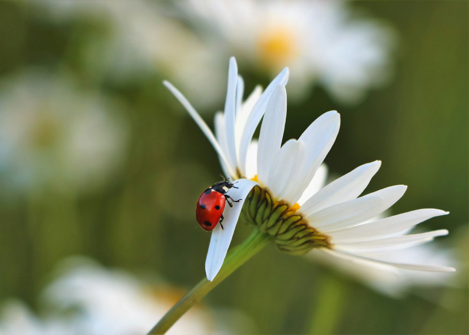 A flower with a ladybug